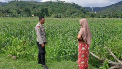 Polsek Lembar Dukung Ketahanan Pangan Lewat Sambang Petani di Sekotong Timur