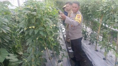 Kuatkan Ketahanan Pangan, P4S Lombok Barat Dorong Kompetensi Petani