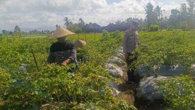 Polri Dampingi Petani Panen Cabai di Kuripan Utara, Dukung Ketahanan Pangan Lokal