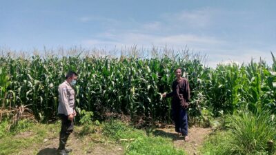 Polsek Kuripan Dorong Ketahanan Pangan Desa Jagaraga Lombok Barat