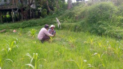 LOMBOK BARAT, NTB – Dalam upaya mewujudkan ketahanan pangan yang kuat di tingkat desa, Bhabinkamtibmas Desa Jagaraga, Aiptu I Gede Dodit, melaksanakan kunjungan silaturahmi ke Dusun Dasan Geres Pande, Kecamatan Kuripan, Lombok Barat. Kunjungan pada Minggu, 21 September 2025 ini bertujuan untuk mensosialisasikan pentingnya program ketahanan pangan kepada warga binaan, khususnya Bapak Nasri, dengan fokus pada pemanfaatan lahan produktif. Kegiatan yang dimulai pukul 11.00 WITA ini disambut baik oleh Bapak Nasri dan warga setempat. Aiptu Gede Dodit berinteraksi langsung dan memberikan edukasi tentang cara-cara efektif mengoptimalkan lahan yang mereka miliki, baik pekarangan rumah maupun lahan kosong, untuk ditanami tanaman pangan, beternak, atau budidaya perikanan. Inisiatif ini merupakan bagian dari komitmen Polri dalam mendukung program pemerintah untuk memperkuat fondasi ekonomi masyarakat, khususnya di sektor pertanian. Mendorong Produktivitas Lahan Melalui Tanaman Jagung Dalam kunjungannya, Aiptu Gede Dodit secara spesifik mengajak Bapak Nasri untuk menanam jagung di lahannya yang berlokasi di RT. 01 Dusun Dasan Geres Pande. Jagung dipilih karena merupakan salah satu komoditas pangan pokok yang memiliki nilai ekonomis tinggi dan relatif mudah dibudidayakan. Aiptu Gede Dodit menekankan bahwa pemanfaatan lahan untuk menanam jagung tidak hanya akan memenuhi kebutuhan pangan keluarga, tetapi juga dapat meningkatkan pendapatan jika hasilnya melimpah. “Kami datang ke sini untuk mengajak Bapak Nasri dan warga lainnya agar tidak menyia-nyiakan lahan yang ada. Dengan menanam jagung, misalnya, kita bisa berkontribusi langsung pada ketahanan pangan keluarga dan bahkan desa,” ujar Aiptu I Gede Dodit. Ia menambahkan bahwa upaya ini sejalan dengan program pemerintah pusat dalam menghadapi tantangan pangan global. Warga Antusias Dukung Program Ketahanan Pangan Respons positif datang dari warga binaan, Bapak Nasri, yang menyatakan kesiapannya untuk mendukung program ini. Menurutnya, inisiatif dari Bhabinkamtibmas ini sangat membantu masyarakat dalam melihat potensi lahan yang selama ini mungkin belum tergarap optimal. “Saya sangat berterima kasih atas kunjungan Bapak Bhabinkamtibmas. Kami siap mendukung program ini. Selama ini lahan memang ada, tapi kami belum tahu harus mulai dari mana. Dengan arahan ini, kami jadi lebih termotivasi,” ungkap Bapak Nasri. Ia berharap, kegiatan serupa dapat terus dilakukan untuk memberikan pendampingan dan motivasi kepada petani lainnya. Polisi Hadir untuk Masyarakat Kapolsek Kuripan, Ipda I Wayan Eka Ariyana, S.H., menjelaskan bahwa kegiatan yang dilakukan oleh Bhabinkamtibmas Aiptu I Gede Dodit merupakan wujud nyata dari peran Polri sebagai pengayom, pelindung, dan pelayan masyarakat. Ia menegaskan bahwa tugas polisi tidak hanya terbatas pada penegakan hukum, tetapi juga mencakup pembinaan masyarakat di berbagai sektor. “Kunjungan Bhabinkamtibmas ke warga binaan adalah salah satu cara kami menjalin komunikasi dan silaturahmi yang erat. Kami ingin memastikan masyarakat merasa dekat dengan kami dan tahu bahwa kami selalu siap membantu, termasuk dalam hal peningkatan kesejahteraan melalui program ketahanan pangan,” kata Ipda I Wayan Eka Ariyana. Menguatkan Fondasi Ekonomi Desa Hasil dari kegiatan ini tidak hanya terwujud dalam bentuk kesepakatan dan dukungan, tetapi juga dalam terjalinnya hubungan silaturahmi dan komunikasi yang lebih baik antara pihak kepolisian dan masyarakat. Melalui pendekatan humanis ini, program pemerintah terkait ketahanan pangan dapat tersampaikan dengan lebih efektif dan diterima dengan tangan terbuka oleh warga. Upaya kolaboratif antara aparat dan masyarakat menjadi kunci utama dalam membangun desa yang mandiri dan memiliki ketahanan ekonomi yang kuat. Dengan semakin banyaknya lahan produktif yang dimanfaatkan, diharapkan kesejahteraan petani di Lombok Barat akan meningkat, dan pasokan pangan lokal akan lebih terjamin.