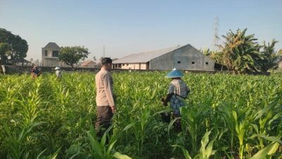 Sinergi Polisi dan Petani Desa Kuranji Dalang Dukung Program Ketahanan Pangan Nasional