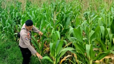 Bhabinkamtibmas Kuripan Selatan Dorong Optimalisasi Pertanian Jagung ke Bulog