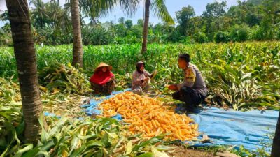 Sinergi Polri dan Petani Eyat Mayang untuk Perkuat Ketahanan Pangan Nasional
