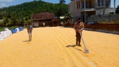 Sinergi Polsek Kuripan dan Petani Gerung Jaga Stabilitas Pangan Daerah