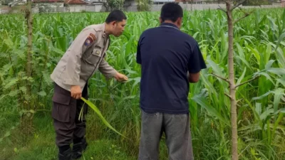 Lombok Barat, NTB – Komitmen Kepolisian Negara Republik Indonesia (Polri) dalam mendukung program ketahanan pangan nasional terus diwujudkan hingga ke tingkat desa. Di wilayah hukum Polres Lombok Barat, upaya nyata ini ditunjukkan melalui peran aktif Bhabinkamtibmas yang intensif mendampingi para petani. Salah satunya adalah kegiatan sambang yang dilakukan oleh Bhabinkamtibmas Desa Gelogor, Aipda Ahyar Haryanto, di Dusun Gelogor Selatan pada hari Rabu, 8 Oktober 2025. Sejak pukul 09.25 Wita, Aipda Ahyar Haryanto telah berada di tengah-tengah warga dan lahan pertanian, khususnya tanaman jagung, yang menjadi komoditas unggulan di daerah tersebut. Kegiatan ini tidak hanya sebatas kunjungan rutin, melainkan merupakan perwujudan sinergi antara aparat keamanan dengan masyarakat dalam menjamin ketersediaan pangan di tingkat lokal. Motivasi dan Pendampingan Langsung di Lahan Pertanian Dalam kunjungannya, Aipda Ahyar Haryanto berinteraksi langsung dengan para petani, melihat dari dekat kondisi tanaman jagung mereka, serta mendengarkan aspirasi dan kendala yang dihadapi. Kehadiran Bhabinkamtibmas di tengah areal persawahan ini memiliki nilai strategis ganda, yaitu menjaga keamanan dan ketertiban masyarakat (Kamtibmas) sekaligus memberikan motivasi dan dukungan moril dalam meningkatkan hasil panen. Petani di Dusun Gelogor Selatan menyambut baik kehadiran Aipda Ahyar Haryanto. Mereka merasa diperhatikan dan mendapatkan suntikan semangat untuk lebih giat dalam mengelola lahan. Tanaman jagung yang menjadi fokus sambang kali ini diharapkan dapat berkontribusi signifikan terhadap pasokan pangan, baik untuk kebutuhan lokal maupun nasional. Polri Dorong Peningkatan Semangat Bertani Warga Peran Bhabinkamtibmas dalam program ketahanan pangan merupakan bagian integral dari tugas tambahan Polri. Mereka berfungsi sebagai jembatan komunikasi yang efektif antara program-program pemerintah di sektor pertanian dengan implementasinya di masyarakat petani. Hal ini sejalan dengan arahan pimpinan Polri untuk menjadikan personel di lapangan sebagai motor penggerak pembangunan dan kesejahteraan masyarakat. Kepala Bagian Sumber Daya Manusia (Kabag SDM) Polres Lombok Barat, AKP Taufik Hidayat, S.H., menegaskan bahwa dukungan terhadap sektor pertanian adalah prioritas. Beliau menyoroti pentingnya peran Bhabinkamtibmas sebagai ujung tombak dalam mencapai sasaran ketahanan pangan. “Kami dari Polres Lombok Barat sangat serius mendukung program pemerintah di bidang ketahanan pangan. Kehadiran Bhabinkamtibmas seperti Aipda Ahyar Haryanto di Desa Gelogor adalah bukti nyata komitmen kami,” ujar AKP Taufik Hidayat, S.H. Beliau melanjutkan, “Kami berharap para petani di Gelogor, khususnya yang membudidayakan jagung, terus semangat dan konsisten dalam merawat tanamannya. Aipda Ahyar Haryanto bertugas untuk memotivasi mereka agar lebih giat dalam bertani, karena keberhasilan pertanian adalah fondasi utama dari ketahanan pangan daerah kita.” Kontribusi Jagung dalam Mewujudkan Swasembada Pangan Komoditas jagung memiliki peran vital sebagai salah satu penopang utama kebutuhan pangan dan pakan di Indonesia. Peningkatan produksi jagung di daerah seperti Gelogor, Lombok Barat, secara langsung akan memperkuat swasembada pangan nasional dan stabilitas harga komoditas. Melalui kegiatan sambang ini, Bhabinkamtibmas juga menyampaikan pesan-pesan yang bersifat edukatif. Selain memberikan dorongan, mereka turut mengingatkan petani mengenai pentingnya pola tanam yang efisien, penggunaan bibit unggul, serta upaya pencegahan gangguan keamanan di lahan pertanian. Kolaborasi dengan instansi terkait, seperti Penyuluh Pertanian Lapangan (PPL), akan terus diperkuat untuk memberikan bimbingan teknis yang optimal kepada warga. Dengan sinergi yang kuat antara Polri, khususnya Bhabinkamtibmas, dan seluruh elemen masyarakat petani, diharapkan Desa Gelogor dapat menjadi contoh keberhasilan dalam mewujudkan masyarakat yang mandiri secara pangan, sehat, dan sejahtera. Keaktifan Aipda Ahyar Haryanto dalam mendampingi petani menjadi cerminan bahwa aparat keamanan tidak hanya bertugas menjaga keamanan, tetapi juga menjadi mitra strategis dalam upaya meningkatkan kesejahteraan dan ketahanan pangan bangsa.