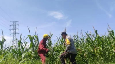Tanpa Kendala Pupuk, Petani Jagung di Lombok Barat Semakin Optimis