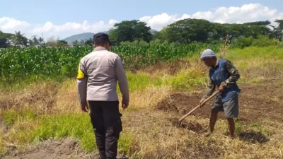 Lombok Barat, NTB – Dalam upaya konkret mendukung Program Ketahanan Pangan Nasional, Bhabinkamtibmas Desa Jagaraga, AIPTU I Gede Dodit, melaksanakan kunjungan dan dialog langsung dengan petani di Dusun Lamper. Kegiatan yang berlangsung pada hari Sabtu, 18 Oktober 2025, pukul 11.00 WITA hingga selesai, ini bertujuan mendorong pemanfaatan lahan produktif secara maksimal oleh warga binaan, baik untuk bercocok tanam maupun beternak atau perikanan. Inisiatif ini merupakan wujud nyata sinergi Polri dan masyarakat dalam menjaga ketersediaan pangan di tingkat lokal. Peran Aktif Polri dalam Mendukung Kemandirian Pangan Daerah Kunjungan Bhabinkamtibmas AIPTU I Gede Dodit di Dusun Lamper difokuskan kepada Bapak Ahmad, salah seorang petani setempat yang memiliki lahan produktif. Dalam pertemuan yang berlangsung hangat dan penuh kekeluargaan, AIPTU I Gede Dodit menyampaikan pentingnya peran aktif masyarakat, terutama para petani dan peternak, dalam menghadapi tantangan ketahanan pangan global. Ia mengajak warga untuk tidak hanya mengandalkan hasil panen utama, tetapi juga memanfaatkan pekarangan rumah atau lahan tidur untuk menanam komoditas pangan cepat panen seperti sayur-sayuran, sebagai bentuk diversifikasi dan cadangan pangan keluarga. Kapolsek Kuripan, Polres Lombok Barat, Polda NTB, Ipda I Wayan Eka Ariyana, S.H., menegaskan bahwa kegiatan ini adalah bagian dari instruksi pimpinan Polri untuk secara masif mengawal dan mendukung program pemerintah. "Peran Bhabinkamtibmas sangat strategis sebagai ujung tombak Polri di desa. Mereka tidak hanya menjaga kamtibmas, tetapi juga menjadi motivator dan penggerak ekonomi kerakyatan, khususnya di sektor pertanian. Kami terus mendorong anggota kami untuk terjun langsung, memastikan warga binaan teredukasi dan tergerak untuk memanfaatkan setiap jengkal lahan yang ada," ujar Ipda I Wayan Eka Ariyana, S.H. Menggali Potensi Lokal Melalui Pemanfaatan Lahan Produktif Inti dari kunjungan tersebut adalah memotivasi Bapak Ahmad dan warga lainnya agar lebih optimal dalam memanfaatkan lahan. AIPTU I Gede Dodit memberikan pemahaman bahwa ketahanan pangan dimulai dari tingkat rumah tangga dan desa. Dengan menanam sayur-sayuran di lahan milik sendiri, warga dapat mengurangi ketergantungan pada pasar, memastikan ketersediaan pangan yang sehat, sekaligus berpotensi meningkatkan pendapatan keluarga. "Saya berdialog dengan Bapak Ahmad, menjelaskan bahwa program ketahanan pangan ini bukan hanya tanggung jawab pemerintah semata, melainkan tanggung jawab kita bersama. Dengan memanfaatkan lahan seoptimal mungkin, kita tidak hanya menjamin ketersediaan pangan keluarga, tapi juga ikut berkontribusi pada ketahanan pangan nasional," kata AIPTU I Gede Dodit. Ia menambahkan, pihaknya siap membantu memfasilitasi komunikasi dengan instansi terkait jika warga membutuhkan bimbingan teknis lebih lanjut mengenai pertanian atau peternakan. Sambutan Positif Warga dan Komitmen Mendukung Program Pemerintah Sambutan dari Bapak Ahmad, petani yang menjadi sasaran kunjungan, menunjukkan antusiasme tinggi terhadap inisiatif ini. Bapak Ahmad menyatakan kesediaannya untuk mendukung program pemerintah dengan mulai menanam berbagai jenis sayur-sayuran di tanah miliknya yang terletak di Dusun Lamper, Desa Jagaraga. "Kami menyambut baik kunjungan dari Bapak Bhabinkamtibmas. Ini sangat memotivasi kami para petani. Kami siap mendukung program ketahanan pangan ini. Kebetulan kami punya lahan, dan arahan dari Bapak Dodit untuk menanam sayur-sayuran sangat masuk akal untuk cadangan pangan keluarga kami. Kami akan segera memulainya," tutur Bapak Ahmad dengan semangat. Hasil dari kegiatan ini tidak hanya terhenti pada komitmen menanam sayuran, tetapi juga berhasil menjalin dan memperkuat tali silaturahmi serta komunikasi yang baik antara Polri dan warga binaan. Komunikasi yang intensif dan berkelanjutan seperti ini sangat penting untuk memastikan program-program pemerintah dapat berjalan lancar dan tepat sasaran di tingkat desa. Secara keseluruhan, kegiatan Bhabinkamtibmas Desa Jagaraga AIPTU I Gede Dodit di Dusun Lamper ini berjalan lancar. Situasi di lokasi terpantau aman dan kondusif, mencerminkan sinergi yang harmonis antara aparat keamanan dan masyarakat. Upaya ini menjadi salah satu pilar penting dalam mewujudkan kemandirian pangan yang berkelanjutan di wilayah Kabupaten Lombok Barat, sekaligus mengukuhkan citra Polri sebagai pengayom dan mitra produktif bagi masyarakat. Keberhasilan ini diharapkan dapat menjadi contoh inspiratif bagi desa-desa lain untuk turut serta aktif dalam program penguatan ketahanan pangan nasional.