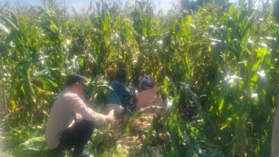 Jagung Lelede Panen Raya, Polri Pastikan Proses Aman dan Harga Stabil